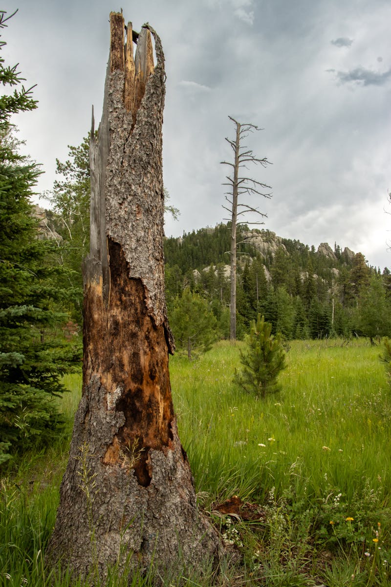 Free stock photo of blue sky, landscape, nature